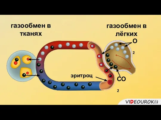 газообмен в лёгких газообмен в тканях О2 СО2 эритроцит