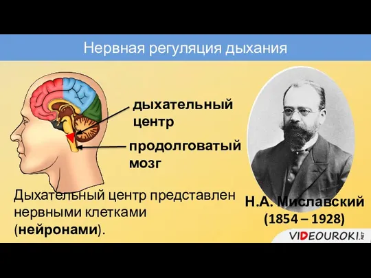 Нервная регуляция дыхания продолговатый мозг дыхательный центр Н.А. Миславский (1854 – 1928)