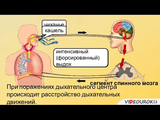 сегмент спинного мозга остановка дыхания и смыкание голосовой щели интенсивный (форсированный) выдох