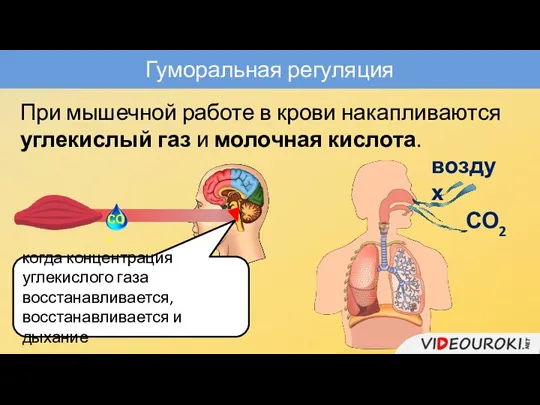 Гуморальная регуляция При мышечной работе в крови накапливаются углекислый газ и молочная