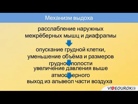 Механизм выдоха расслабление наружных межрёберных мышц и диафрагмы опускание грудной клетки, уменьшение