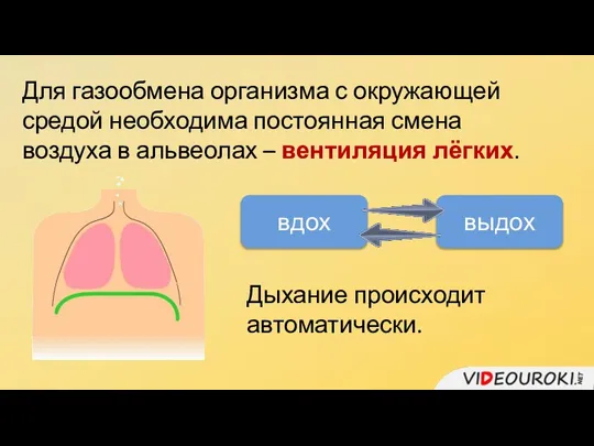 Для газообмена организма с окружающей средой необходима постоянная смена воздуха в альвеолах