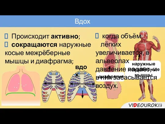 Вдох Происходит активно; сокращаются наружные косые межрёберные мышцы и диафрагма; наружные межрёберные