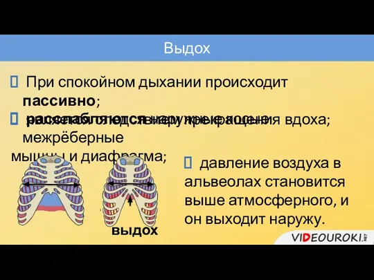 Выдох При спокойном дыхании происходит пассивно; является следствием прекращения вдоха; расслабляются наружные