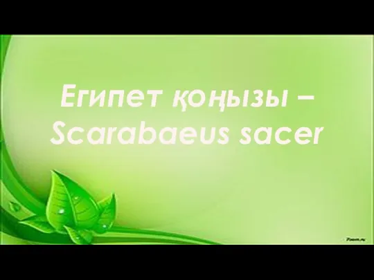 Египет қоңызы – Scarabaeus sacer