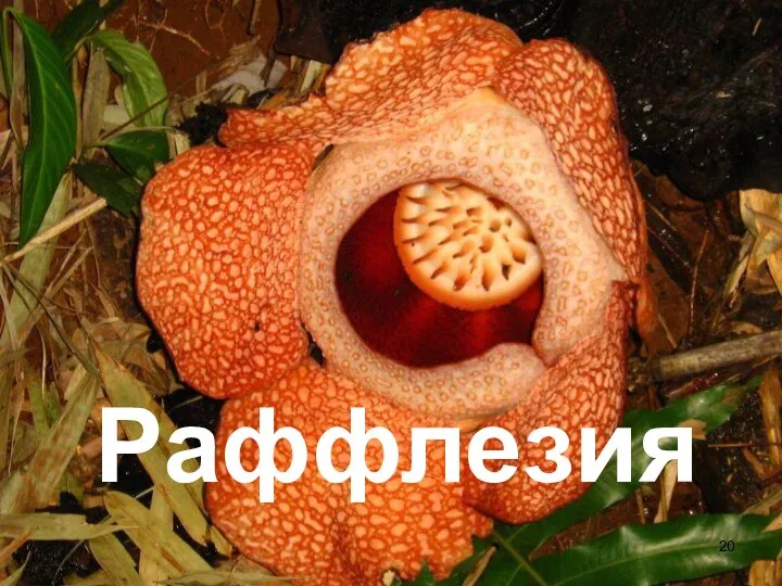 Раффлезия