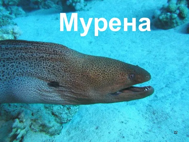 Мурена