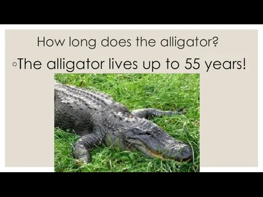 How long does the alligator? The alligator lives up to 55 years!