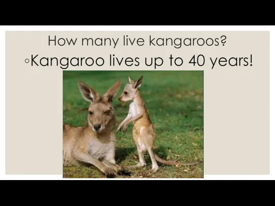 How many live kangaroos? Kangaroo lives up to 40 years!