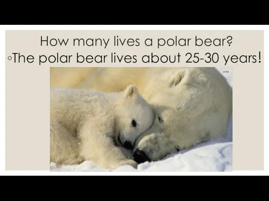 How many lives a polar bear? The polar bear lives about 25-30 years!