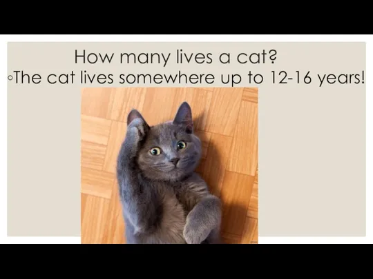 How many lives a cat? The cat lives somewhere up to 12-16 years!