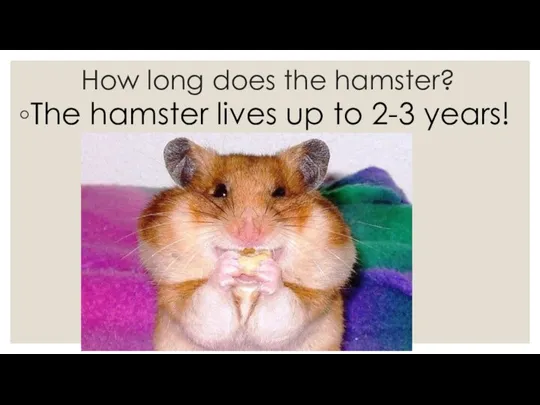 How long does the hamster? The hamster lives up to 2-3 years!