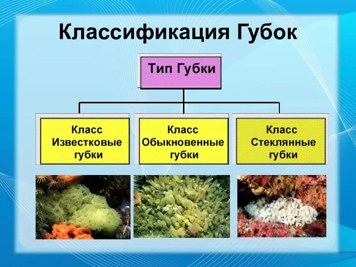 Классификация Губок