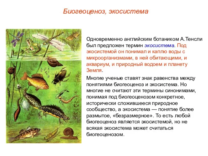 Биогеоценоз, экосистема Одновременно английским ботаником А.Тенсли был предложен термин экосистема. Под экосистемой