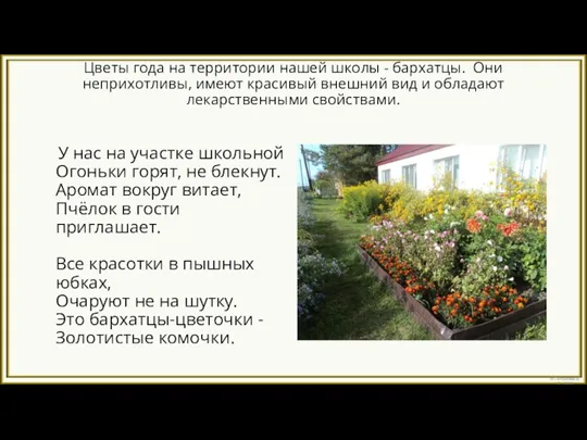 Цветы года на территории нашей школы - бархатцы. Они неприхотливы, имеют красивый