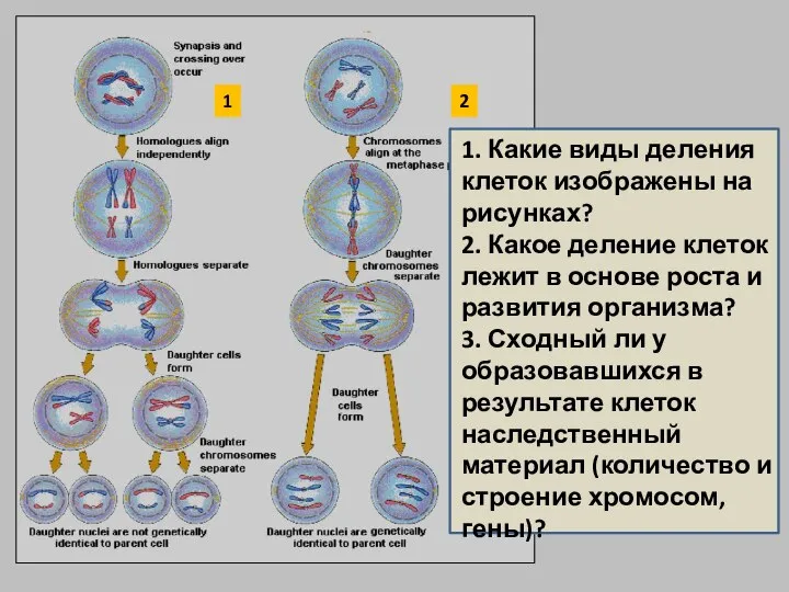 1 2 1. Какие виды деления клеток изображены на рисунках? 2. Какое