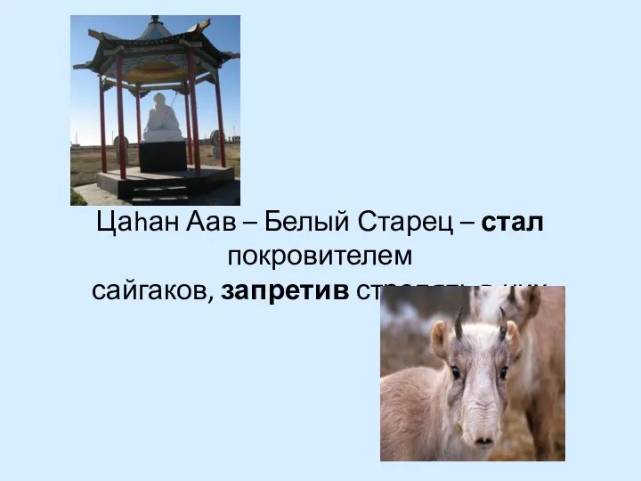 Цаhан Аав – Белый Старец – стал покровителем сайгаков, запретив стрелять в них.