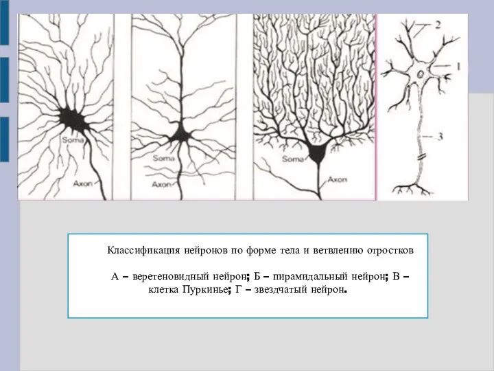Классификация нейронов по форме тела и ветвлению отростков А – веретеновидный нейрон;