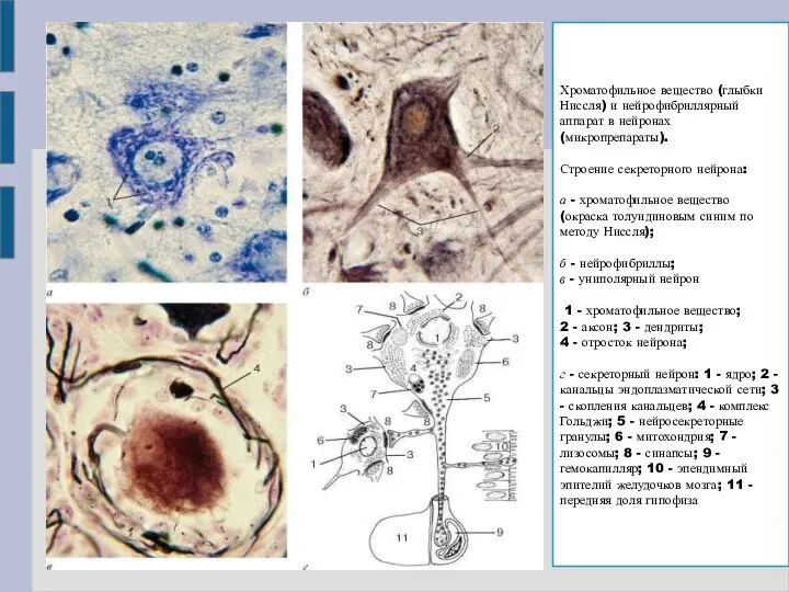 Хроматофильное вещество (глыбки Ниссля) и нейрофибриллярный аппарат в нейронах (микропрепараты). Строение секреторного