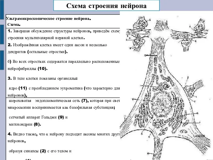Схема строения нейрона аксон