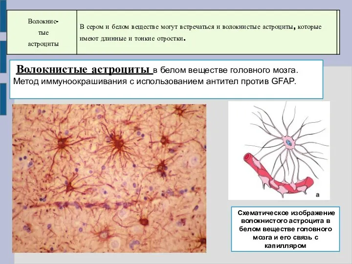 Волокнистые астроциты в белом веществе головного мозга. Метод иммуноокрашивания с использованием антител