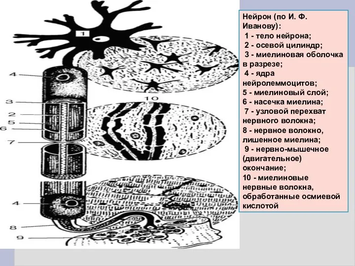 Нейрон (по И. Ф. Иванову): 1 - тело нейрона; 2 - осевой