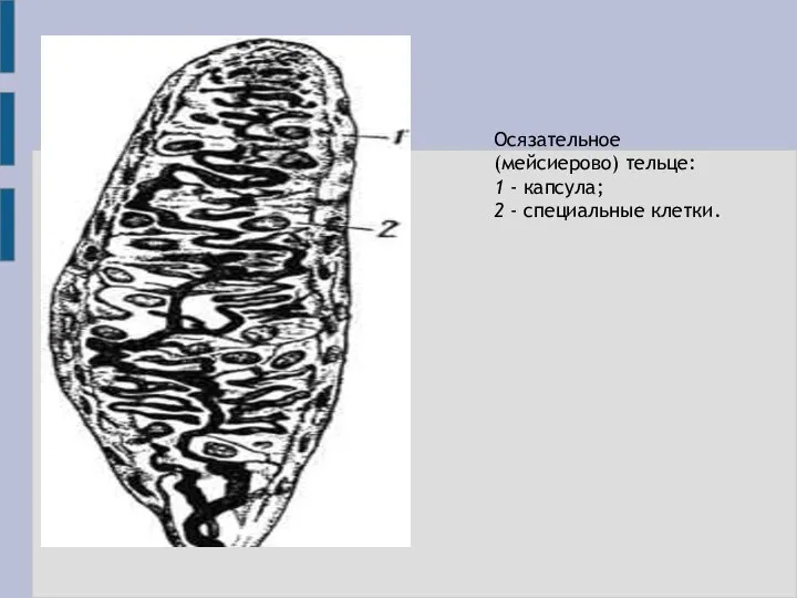 Осязательное (мейсиерово) тельце: 1 - капсула; 2 - специальные клетки.
