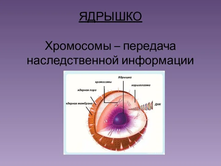 ЯДРЫШКО Хромосомы – передача наследственной информации