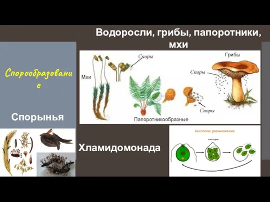 Спорообразование Водоросли, грибы, папоротники, мхи Хламидомонада Спорынья