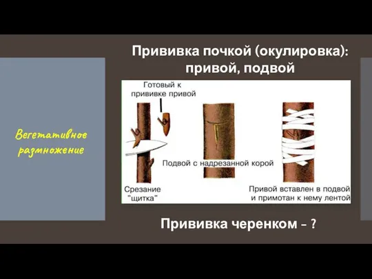 Вегетативное размножение Прививка почкой (окулировка): привой, подвой Прививка черенком - ?