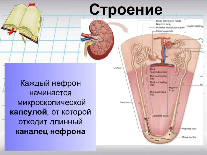 Строение нефрона Каждый нефрон начинается микроскопической капсулой, от которой отходит длинный каналец нефрона