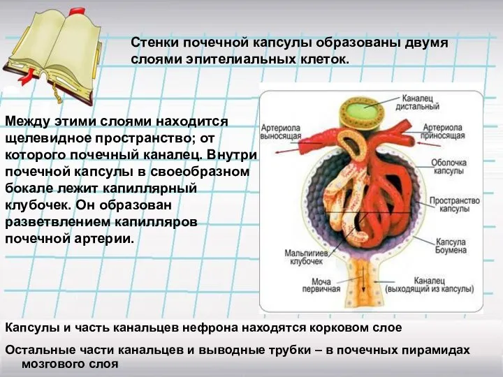 Стенки почечной капсулы образованы двумя слоями эпителиальных клеток. Между этими слоями находится