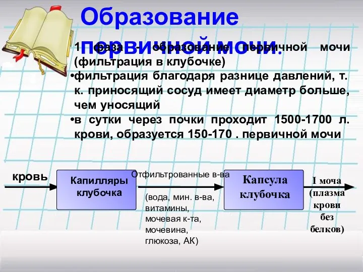 Образование первичной мочи. 1 фаза - образование первичной мочи (фильтрация в клубочке)