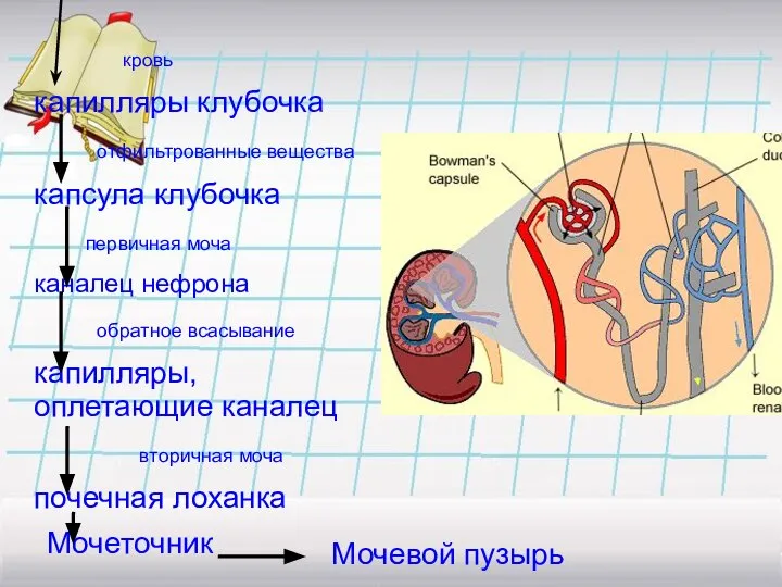 кровь капилляры клубочка отфильтрованные вещества капсула клубочка первичная моча каналец нефрона обратное