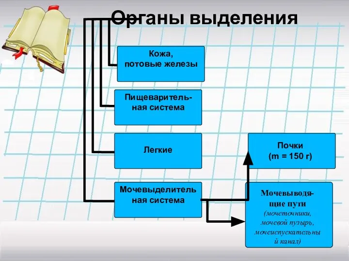 Органы выделения Почки (m = 150 г) Мочевыводя-щие пути (мочеточники, мочевой пузырь,