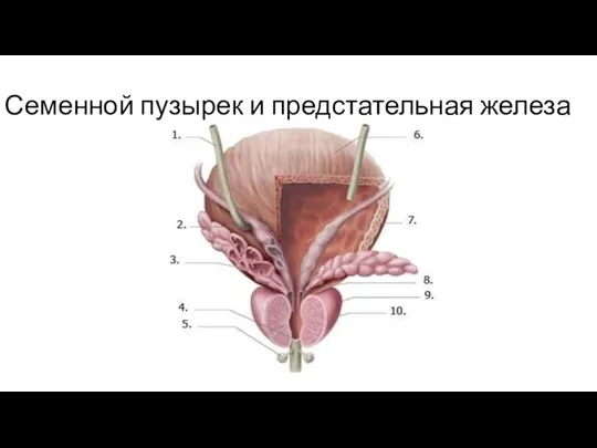 Семенной пузырек и предстательная железа