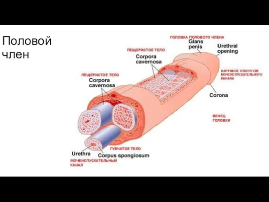 Половой член