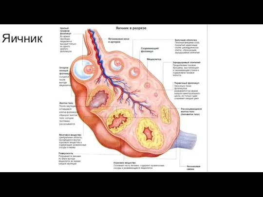 Яичник
