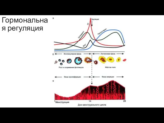 Гормональная регуляция