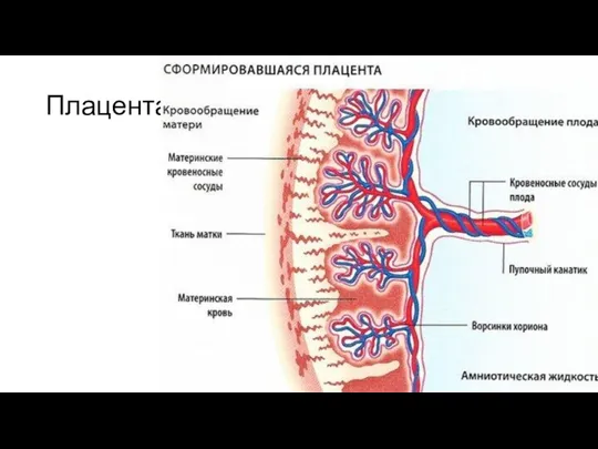 Плацента