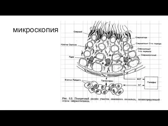 микроскопия