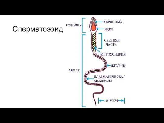 Сперматозоид