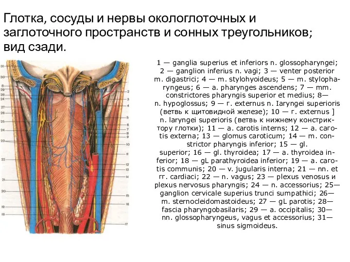 Глотка, сосуды и нервы окологлоточных и заглоточного пространств и сонных треугольников; вид
