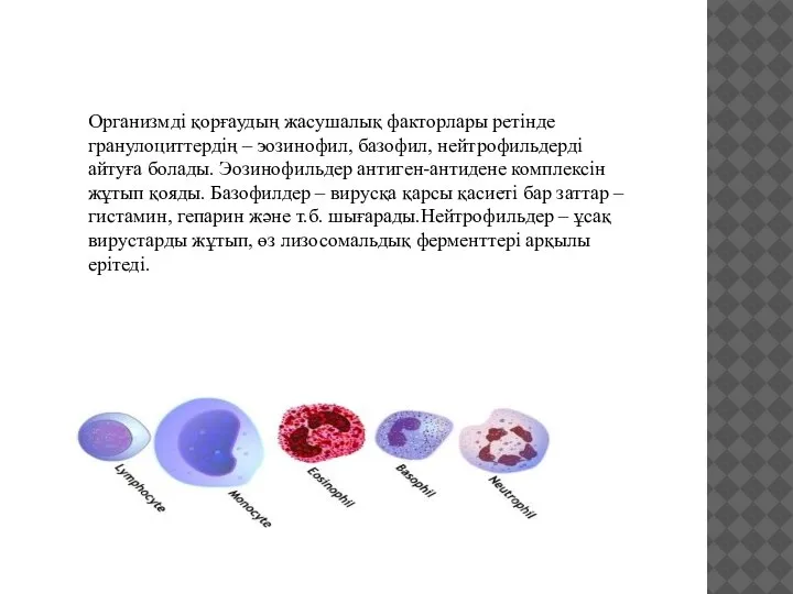 Организмді қорғаудың жасушалық факторлары ретінде гранулоциттердің – эозинофил, базофил, нейтрофильдерді айтуға болады.