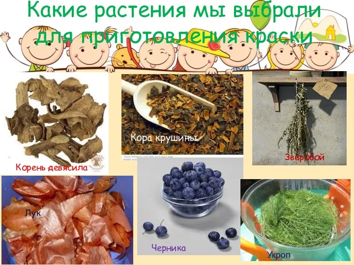 Какие растения мы выбрали для приготовления краски Корень девясила Кора крушины Зверобой Лук Черника Укроп