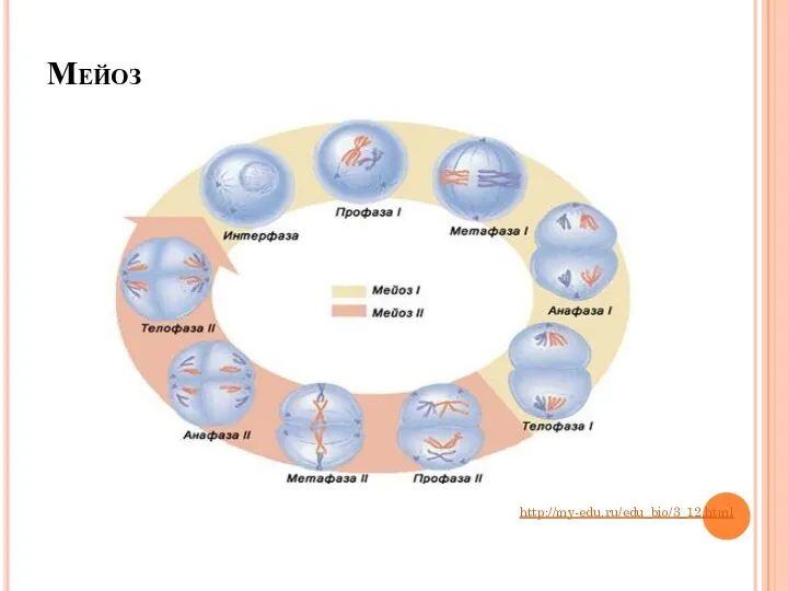 Мейоз http://my-edu.ru/edu_bio/3_12.html