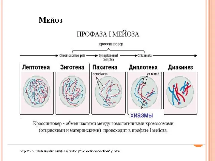 Мейоз http://bio.fizteh.ru/student/files/biology/biolections/lection17.html