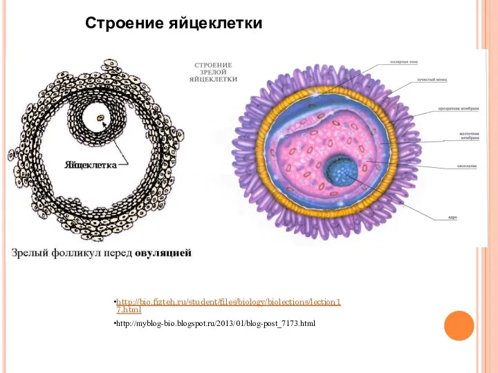 http://bio.fizteh.ru/student/files/biology/biolections/lection17.html http://myblog-bio.blogspot.ru/2013/01/blog-post_7173.html Строение яйцеклетки