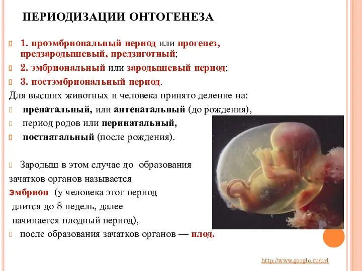 ПЕРИОДИЗАЦИИ ОНТОГЕНЕЗА 1. проэмбриональный период или прогенез, предзародышевый, предзиготный; 2. эмбриональный или