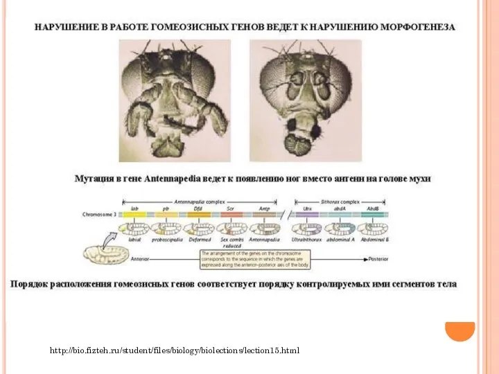 http://bio.fizteh.ru/student/files/biology/biolections/lection15.html